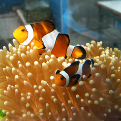 ถ่ายทอดสดออนไลน์