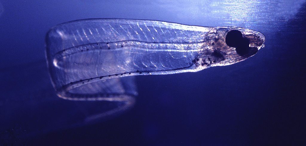 leptocephalus larvae