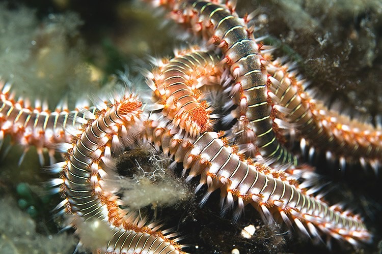 บุ้งทะเล (fire worm) – สถานแสดงพันธุ์สัตว์น้ำ ภูเก็ต